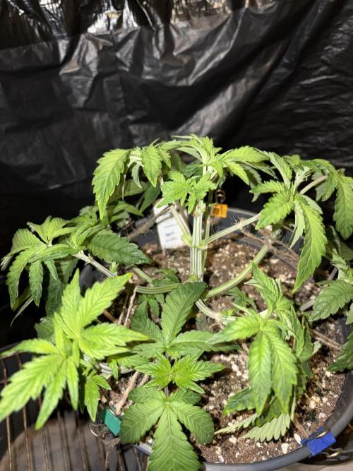 Apple Fritter. Week 5