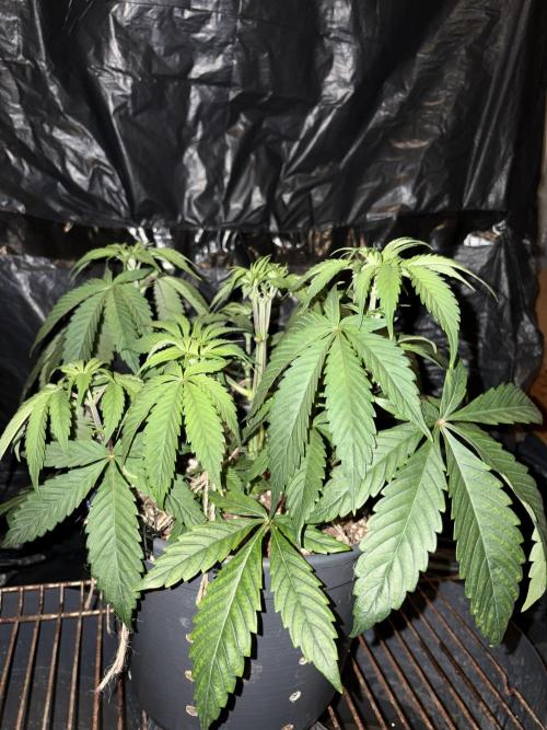 Cherry Poppers. Week 5