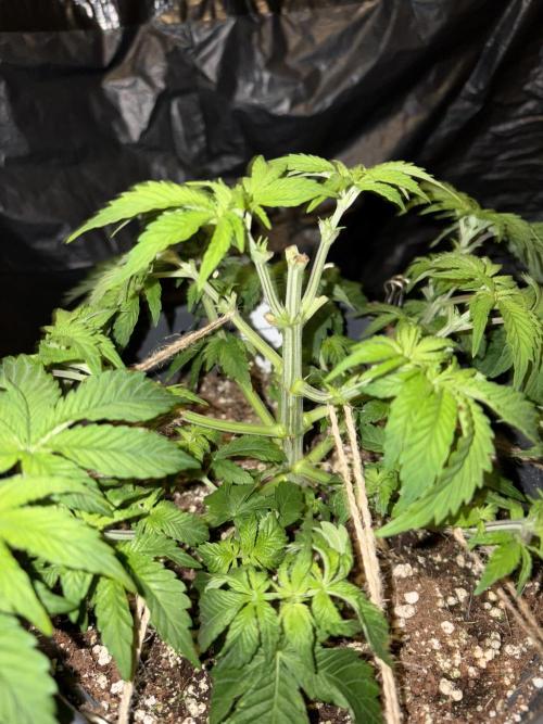 Passion Fruitz. Week 5