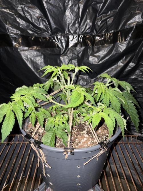 Passion Fruitz. Week 5