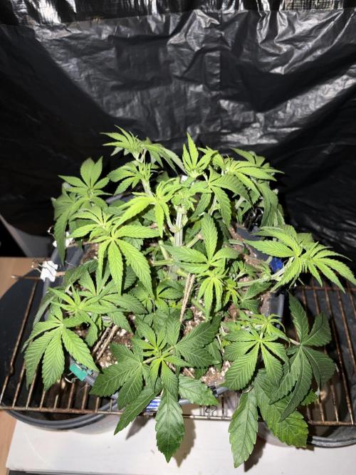 Rainbow Melon. Week 5