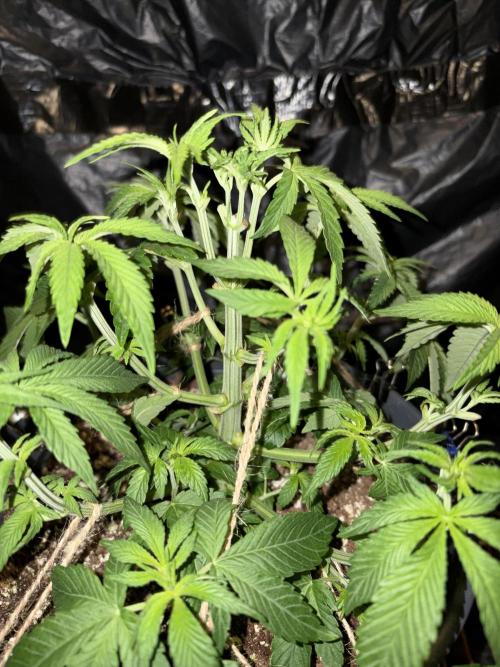Rainbow Melon. Week 5