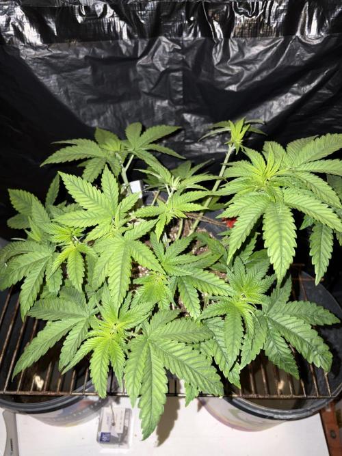 Lemonpaya. Week 5