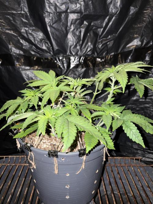 Lemonpaya. Week 5