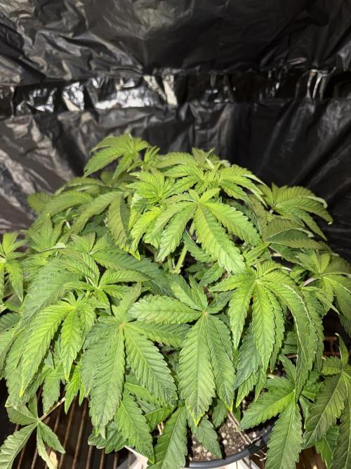 Apple Fritter. Week 6