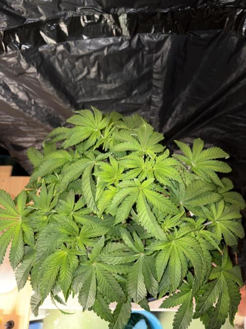 Apple Fritter. Week 6