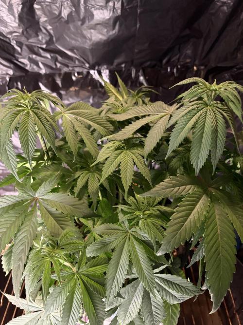 Cherry Poppers. Week 6