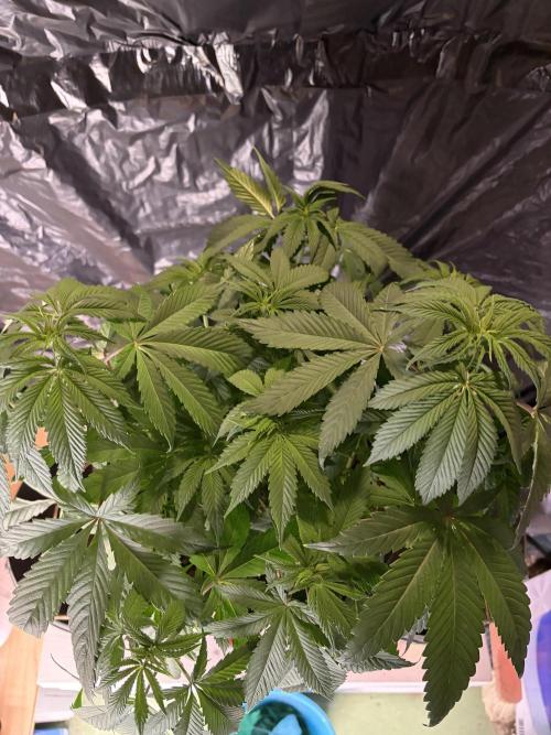 Cherry Poppers. Week 6