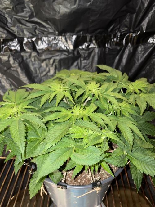 Passion Fruitz. Week 6