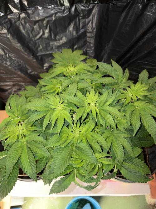 Passion Fruitz. Week 6