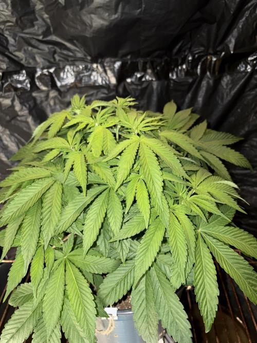 Rainbow Melon. Week 6