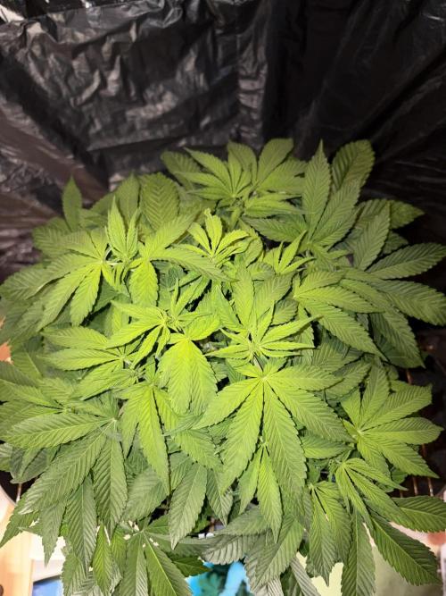 Rainbow Melon. Week 6