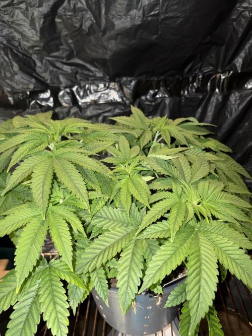 Lemonpaya. Week 6