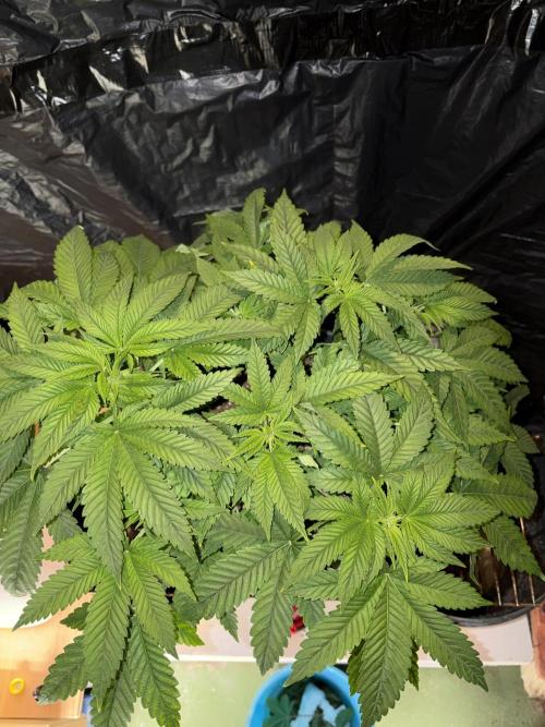 Lemonpaya. Week 6