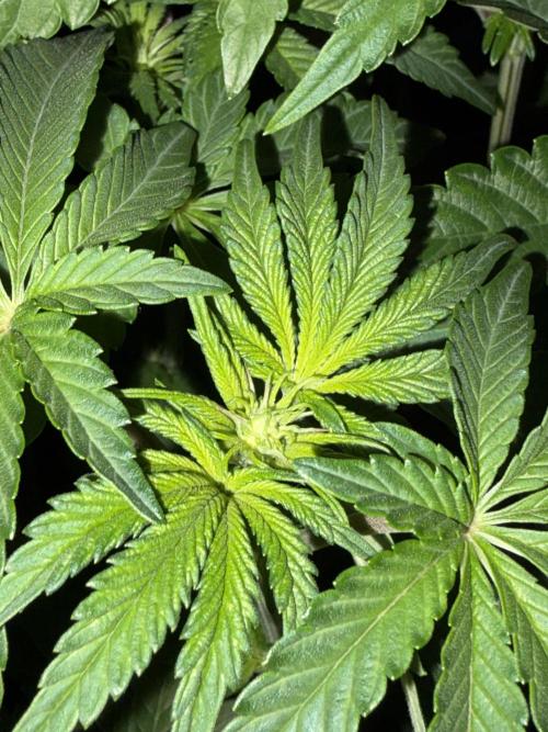 Apple Fritter. Week 7