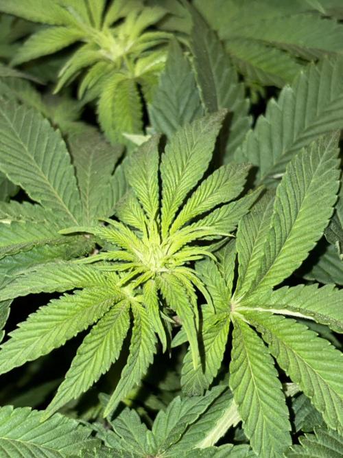 Passion Fruitz. Week 7