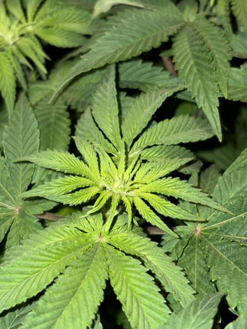 Lemonpaya. Week 7
