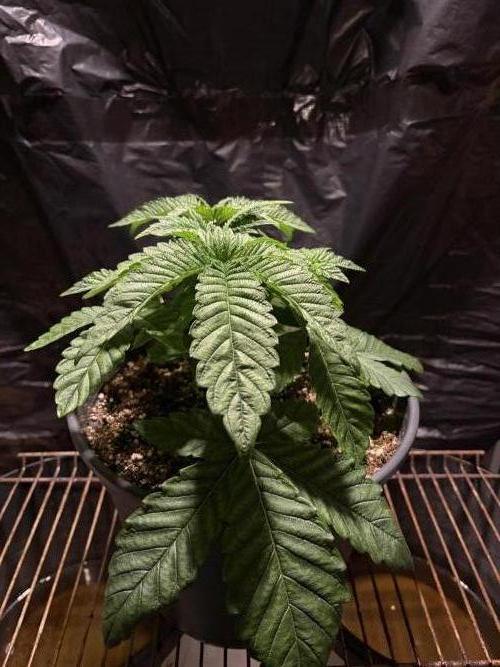Apple Fritter. Week 4