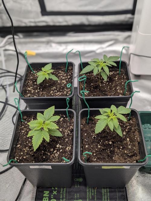 Mimosa Unleashed. Week 1 - Tag 14