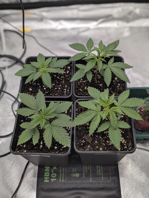 Mimosa Unleashed. Week 1 - Tag 17