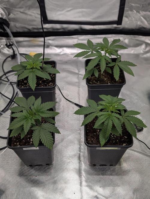 Mimosa Unleashed. Week 2 - Tag 19