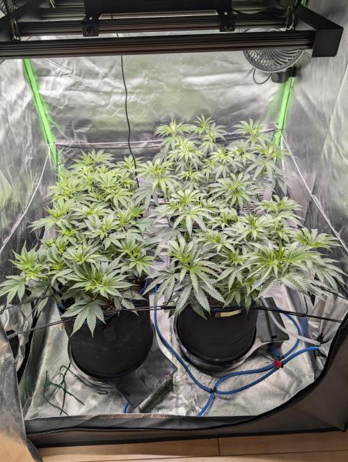 Mimosa Unleashed. Week 6 - Tag 49_Pre Entlaubung