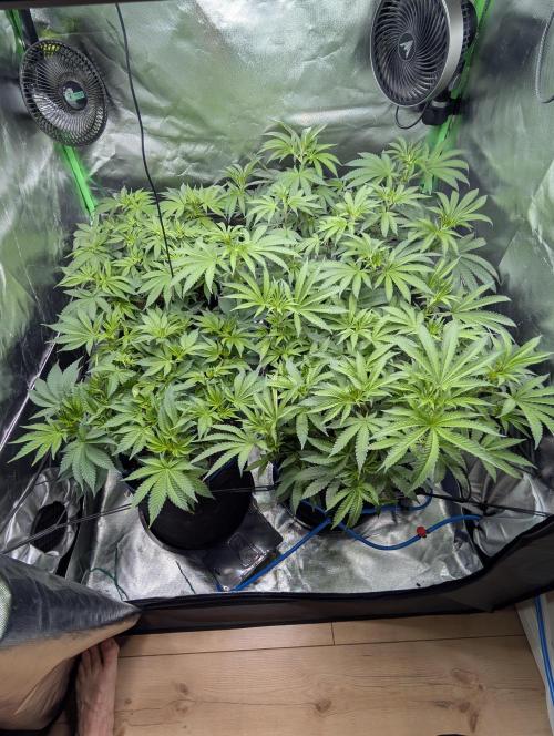 Mimosa Unleashed. Week 7 - Tag 54