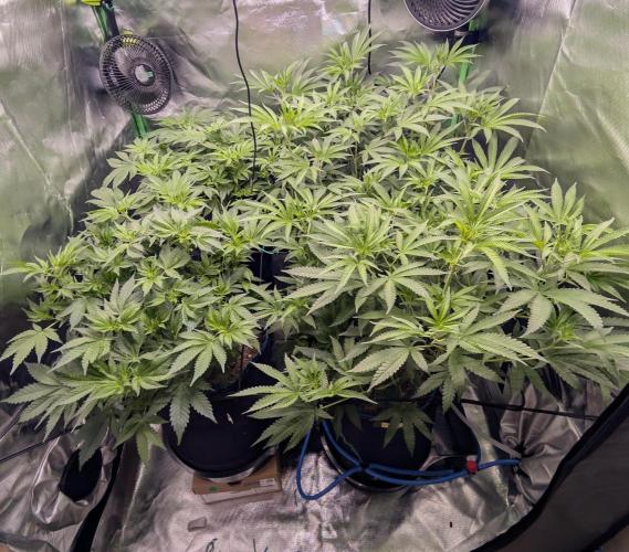 Mimosa Unleashed. Week 7 - Tag 59
