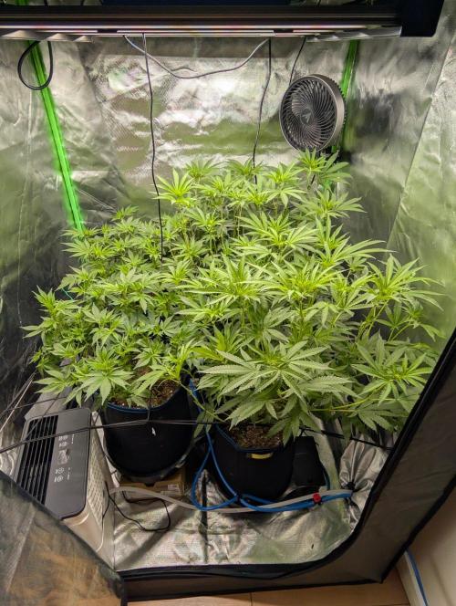Mimosa Unleashed. Week 8 - Tag 63