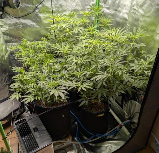 Mimosa Unleashed. Week 8 - Tag 65