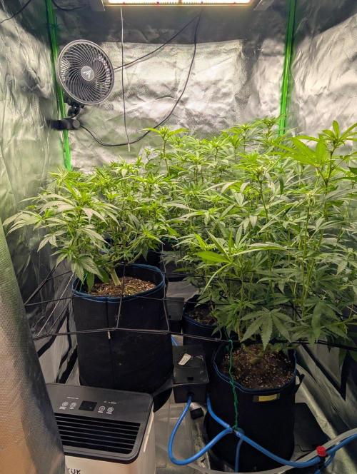 Mimosa Unleashed. Week 8 - Tag 66