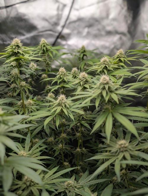 Mimosa Unleashed. Week 10 - Tag 80_King's Juice