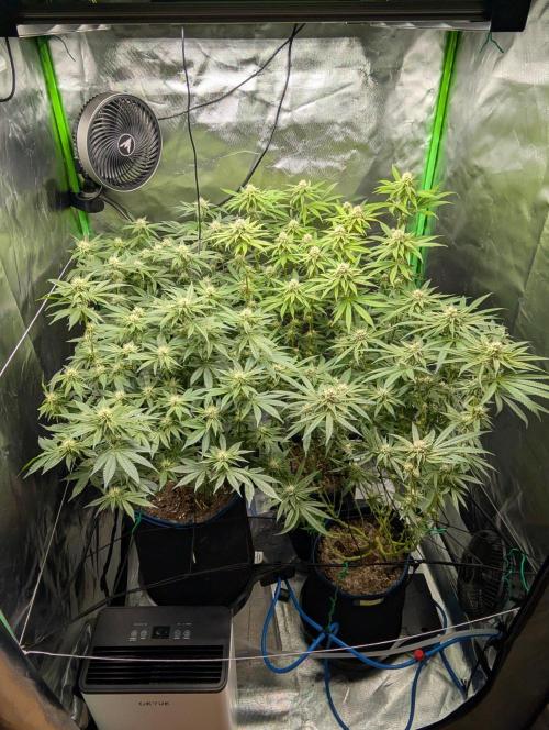Mimosa Unleashed. Week 10 - Tag 80