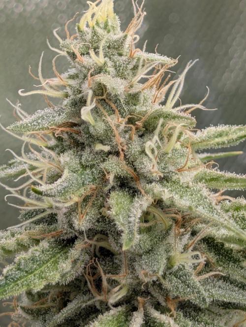 Mimosa Unleashed. Week 13 - MxOP