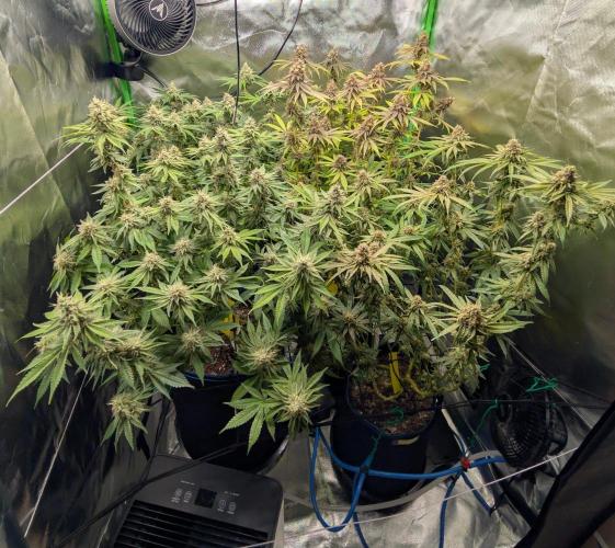 Mimosa Unleashed. Week 13 - Tag 101