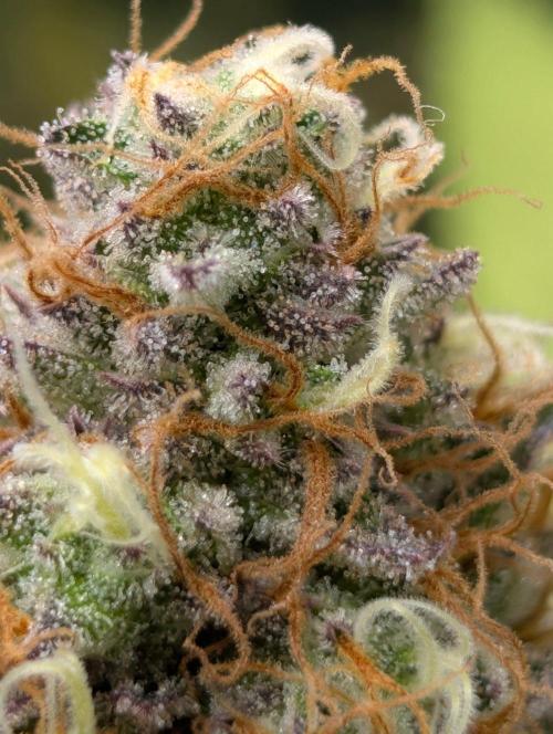 Mimosa Unleashed. Week 13 - King's Juice