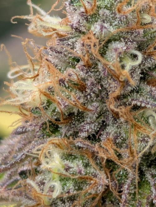 Mimosa Unleashed. Week 13 - King's Juice