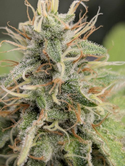 Mimosa Unleashed. Week 13 - MxOP
