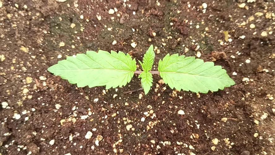 Nordkraut Seeds