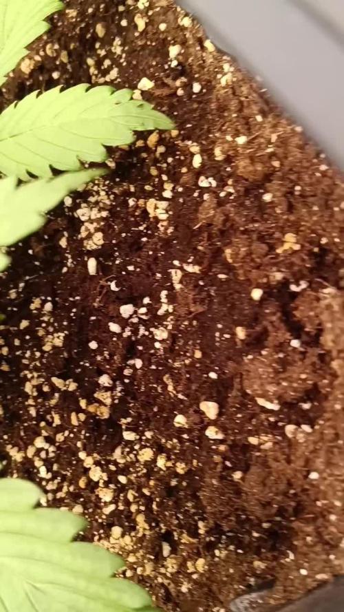 Nordkraut Seeds