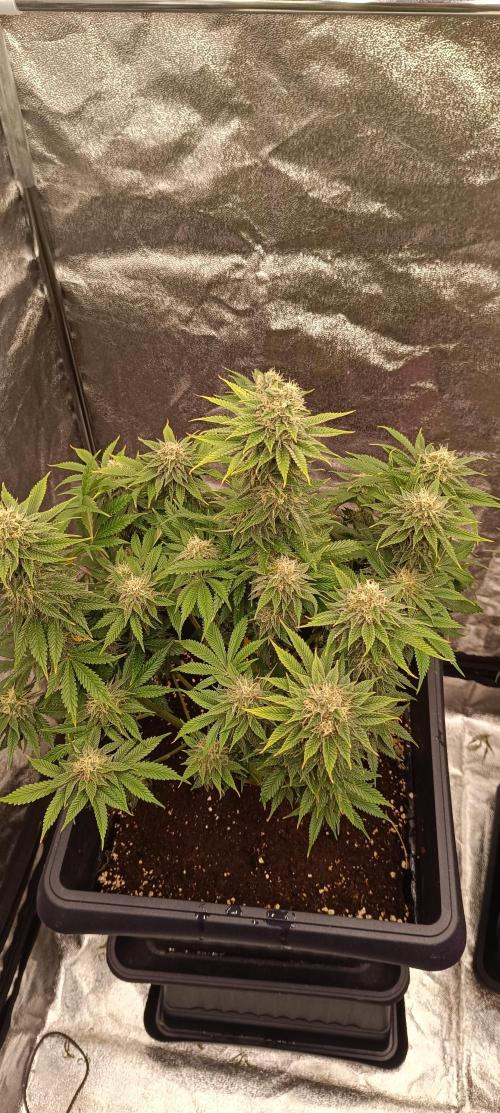 Nordkraut Seeds. Week 9 - Durban Poison im Endspurt 