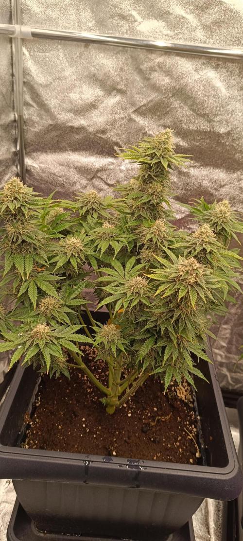 Nordkraut Seeds. Week 9 - Durban Poison in seiner vollen Pracht 