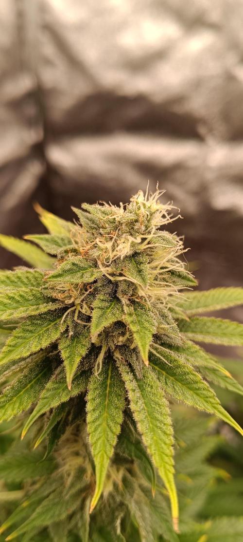 Nordkraut Seeds. Week 9 - Blüte der Durban Poison 