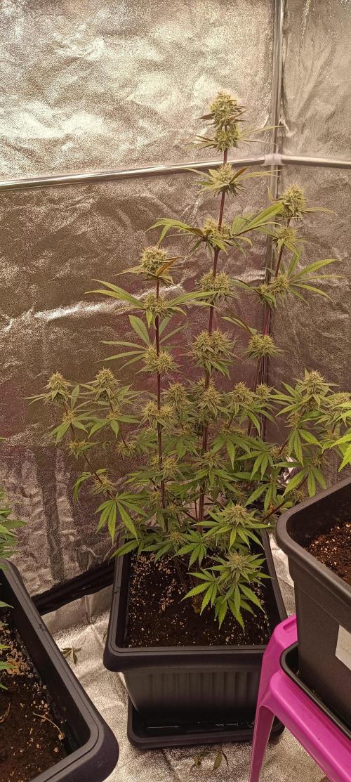 Nordkraut Seeds. Week 9 - Mango Cream x Cinderella wächst sehr hoch, und hat wenig Blattwuchs.
