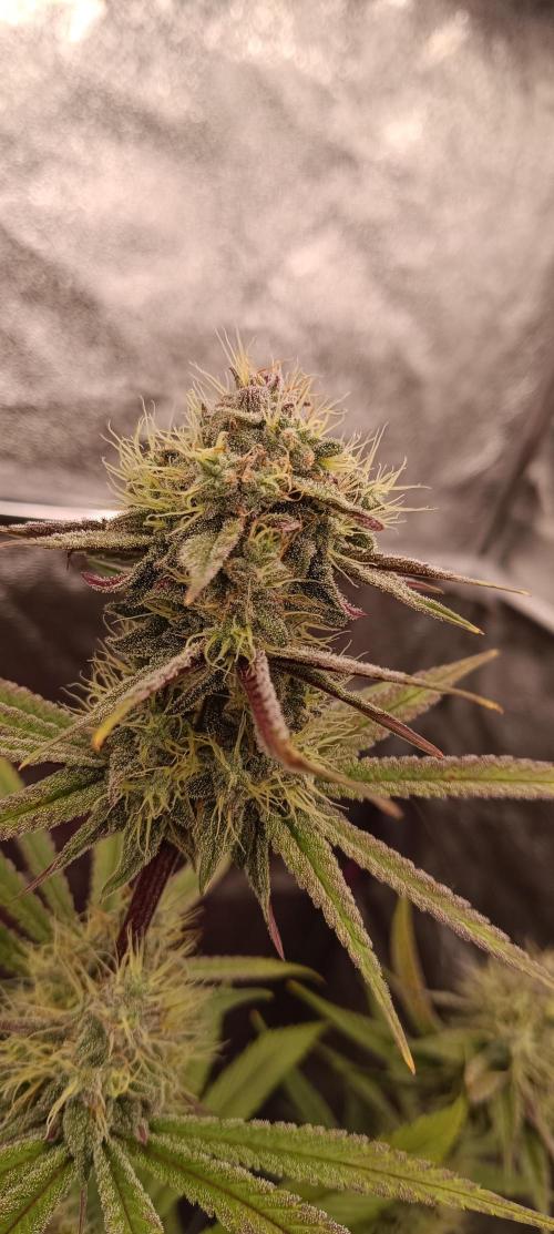 Nordkraut Seeds. Week 9 - Bud von der Mango Cream x Cinderella 