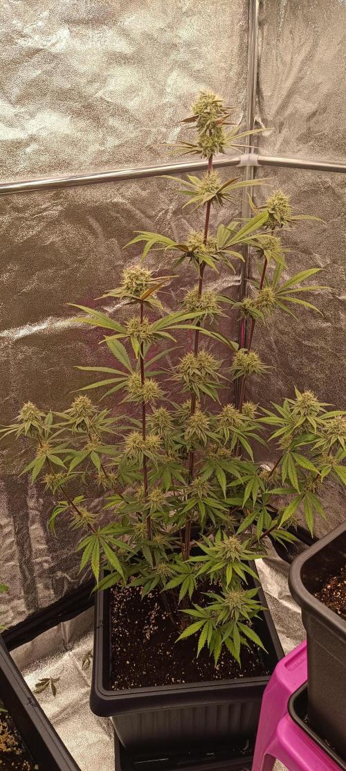 Nordkraut Seeds. Week 9 - Mango Cream x Cinderella in seiner vollen Pracht 