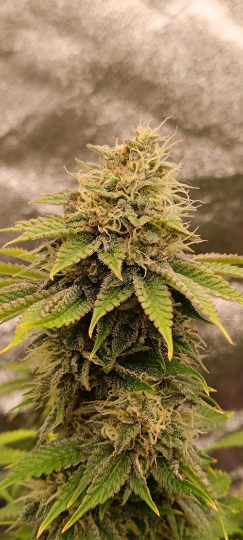 Nordkraut Seeds. Week 10 - Cola von der Durban Poison 