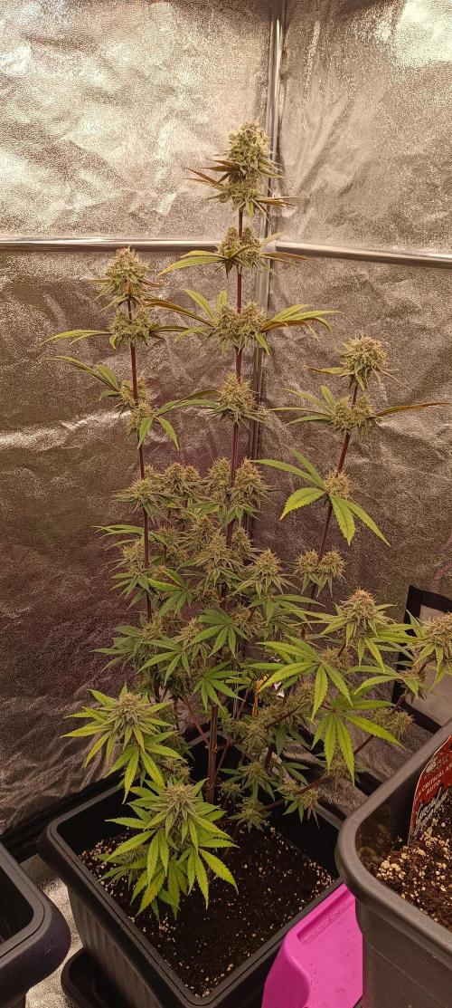 Nordkraut Seeds. Week 10 - Mango Cream x Cinderella mit 105 cm 