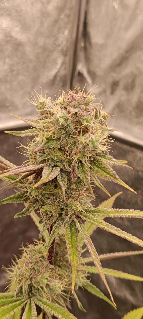 Nordkraut Seeds. Week 10 - Cola der Mango Cream x Cinderella 