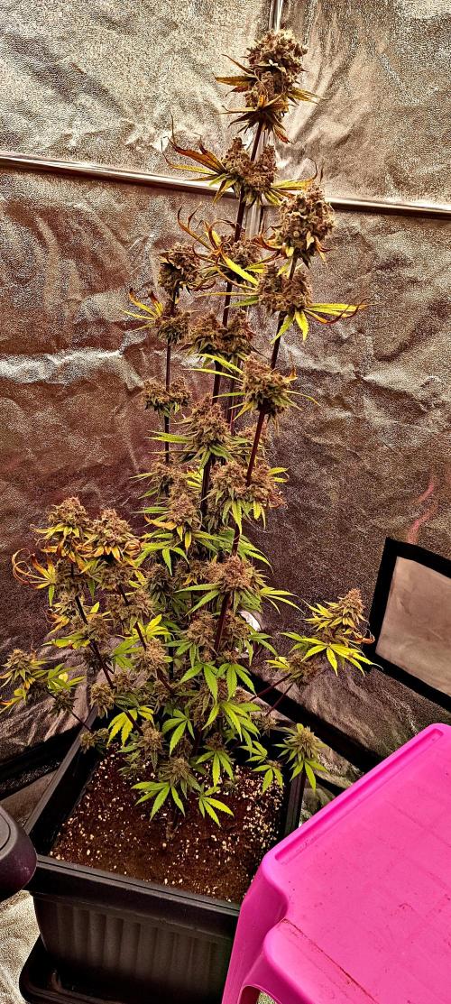 Nordkraut Seeds. Week 11